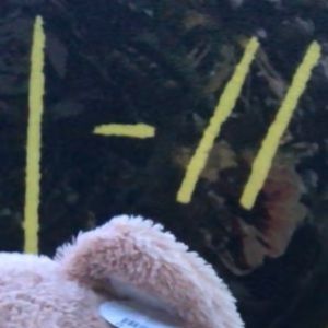 Meet your Posher, Samantha